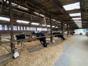 vaches taries sur aire paillée